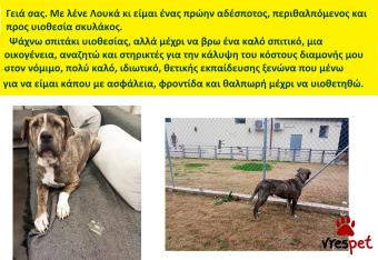 Ράτσα: Άλλη Ράτσα | Ηλικία: 4 ετών | Φύλο: Αρσενικό | Αρ. Microchip: 981021212121212 | Περιοχή: Αττική